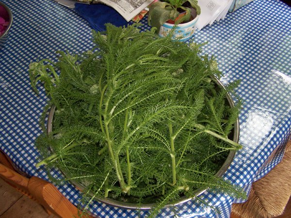 Yarrow - 1st harvest crop June 2019.jpg