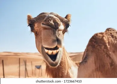 toothy-smile-curious-camel-against-260nw-1723667410.webp