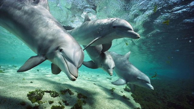 world-oceans-day-dolphins.adapt.945.1.jpg