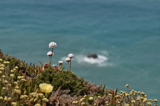 cabo da roca Armeria pseudoarmeria.jpg