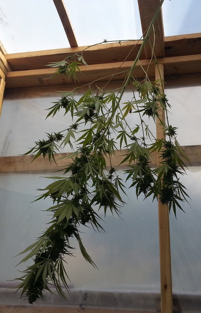 citrus_skunk_hung900.jpg