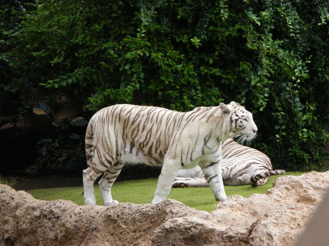 Tygrys biały (4).JPG