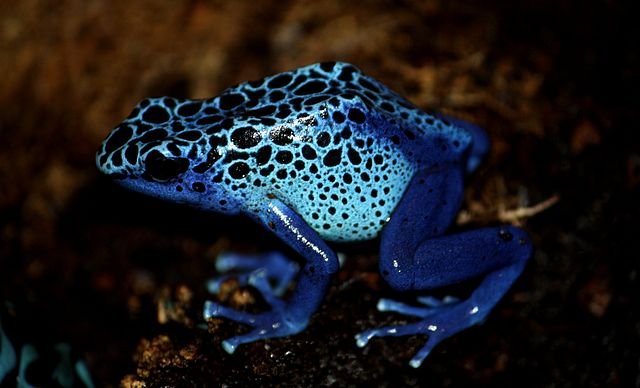 640px-Poison_Dart_Frog_By_Trisha_5.jpg