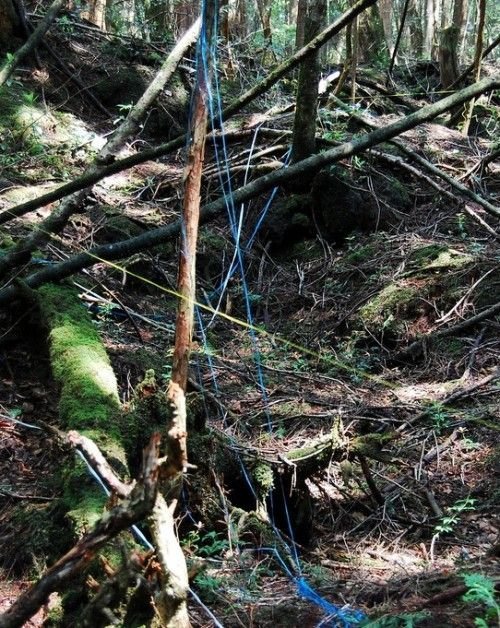 Japanese Suicide Forest.jpeg