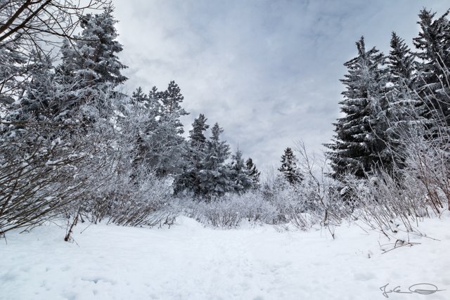 2018-12-01-Villach-Dobratsch-Snowy-Forest-01.jpg