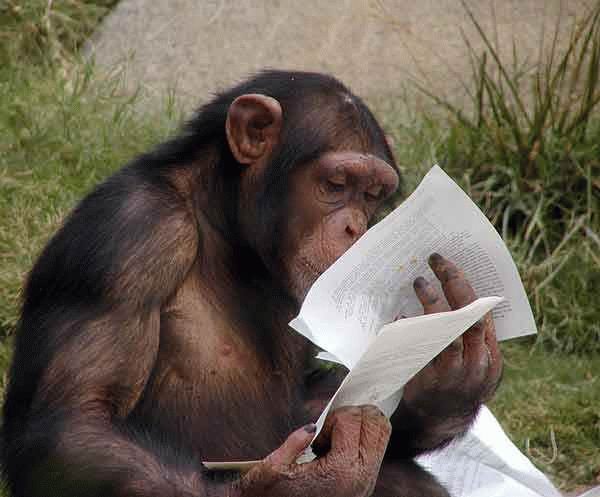 Monkey-Reading.jpg