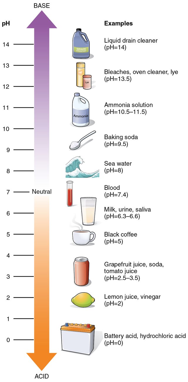 216_pH_Scale-01.jpg