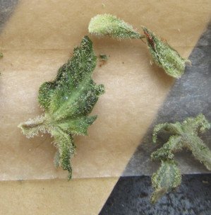 micropistilpods304.jpg