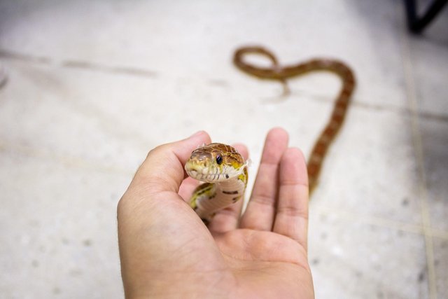 snake-4984559_1280.jpg