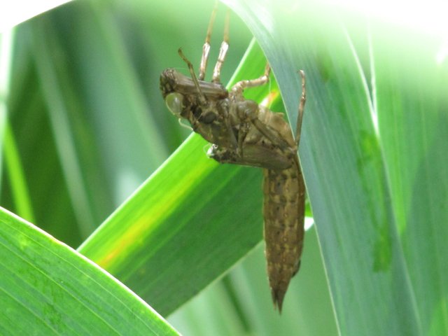 Fotos Insekten 2019 020.JPG