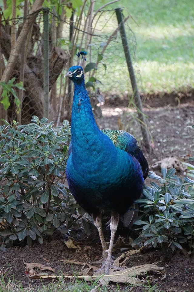 peacock-2090650_1280.jpg