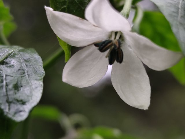 IMG_20250803_172736.jpg