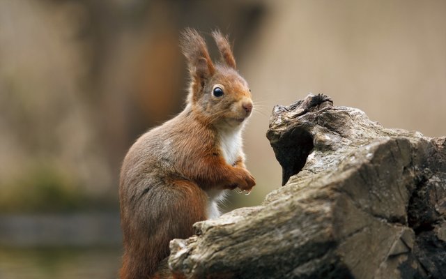 Cute-Squirrel-Wallpaper-for-iPhone.jpg