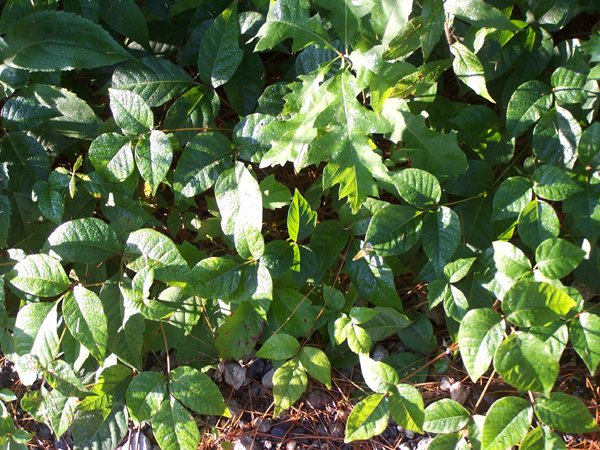 Driveway - dew on poison ivy crop August 2019.jpg