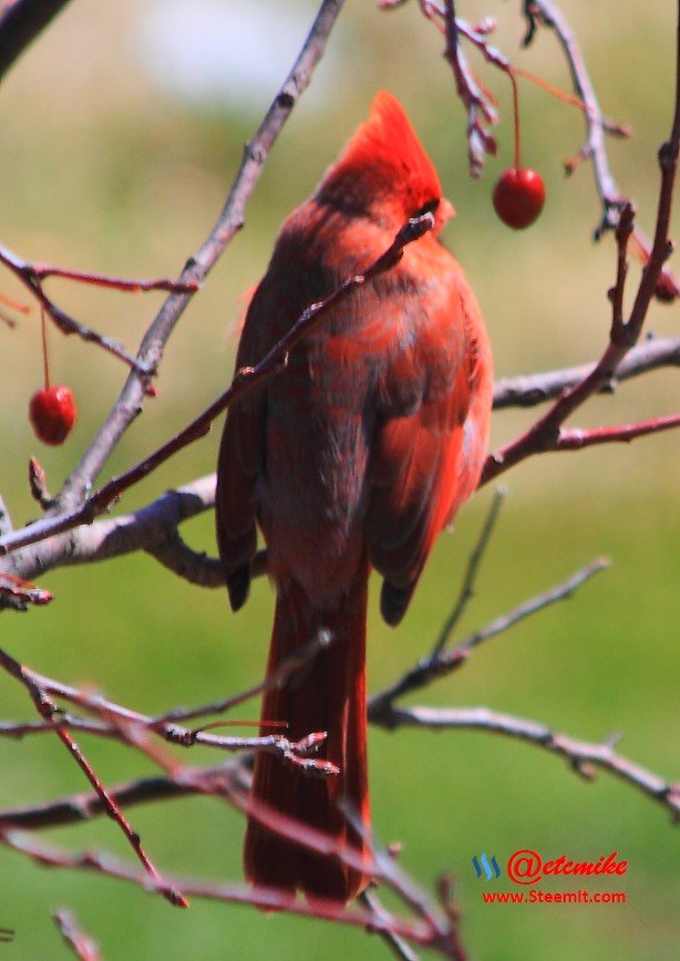 Northern Cardinal PFW21-0071.JPG