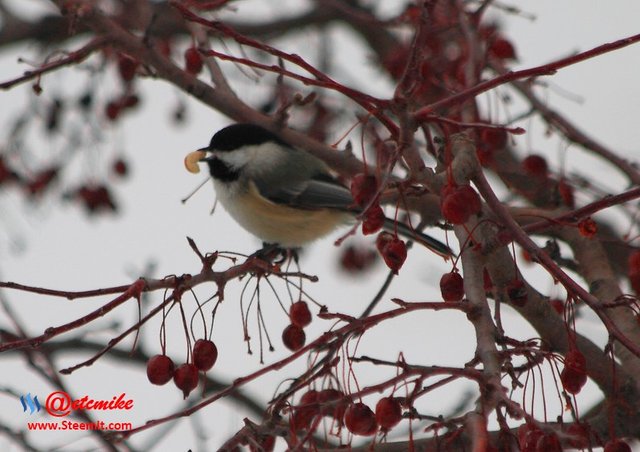 Black-capped Chickadee PFW0016.JPG