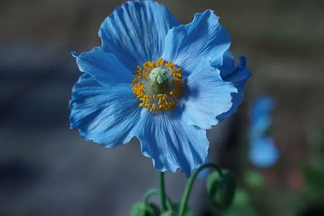 himilayan-blue-poppy-4202825__480.webp