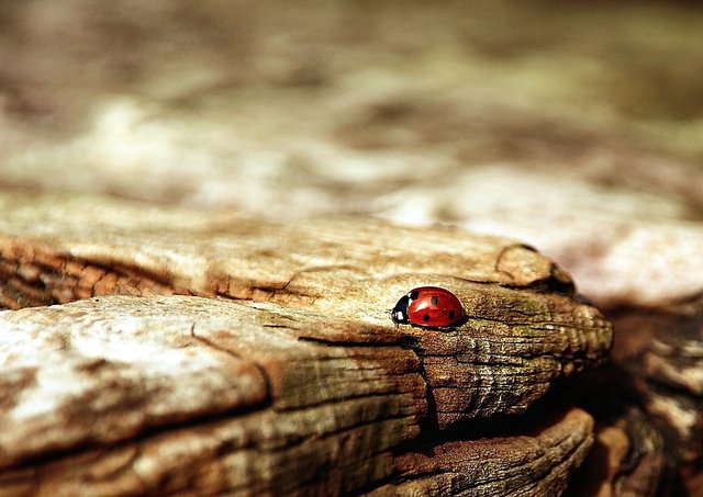 ladybug-354521_1280.jpg