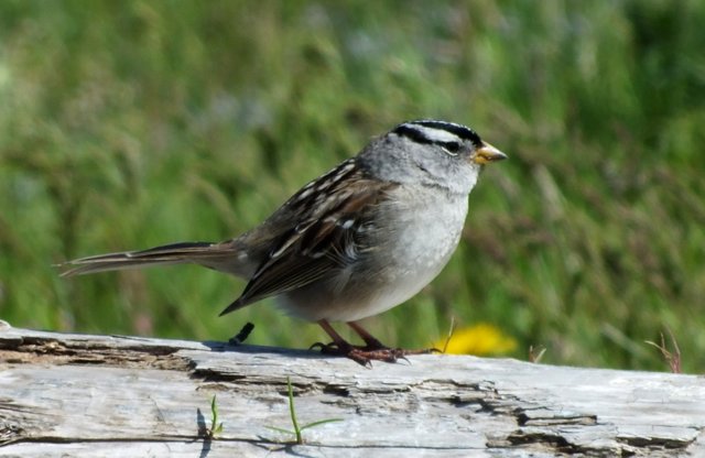 0958-Sparrow.JPG