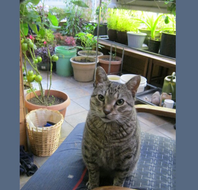 JJ sitting in chair with plants in sunroom for background.JPG