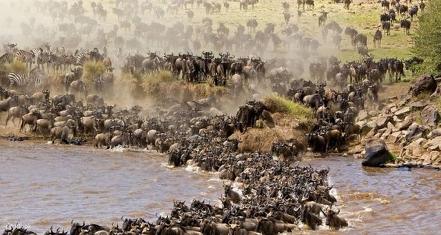 Why Choose a Safari Holiday in Tanzania and Rwanda.jpg
