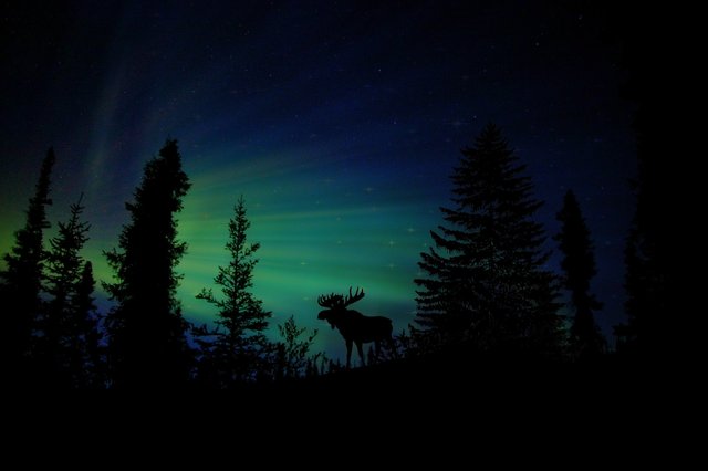 animal-atmosphere-aurora-235858.jpg