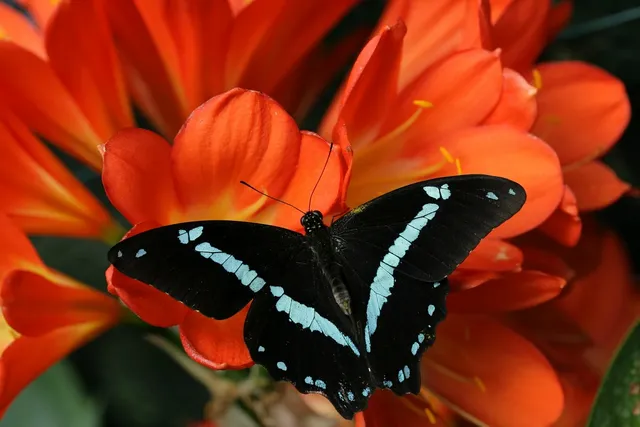 butterfly-7862893_1280.webp