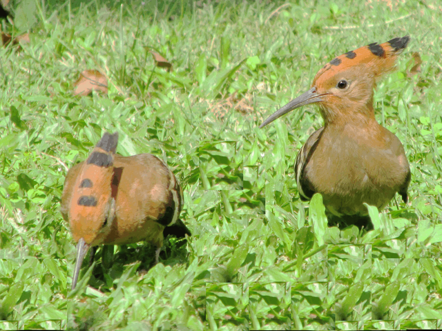 Hoopoes.png