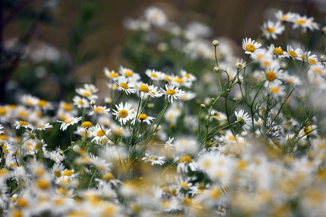 chamomile-g001d800db_1920.jpg