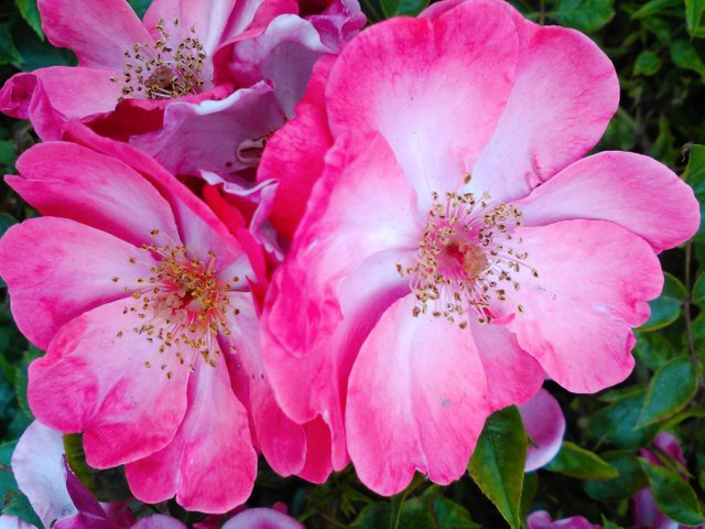 Flower Photography Quad Face Pink Ballerina Heesterrozen May 28 2017.jpg