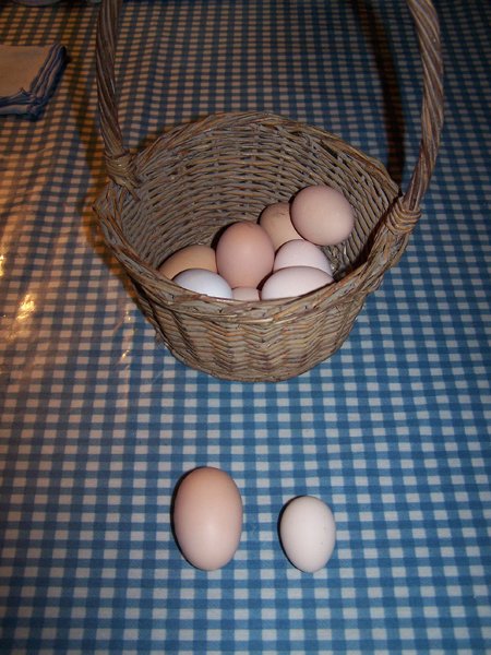 1st pullet egg crop Sept. 7 2018.jpg