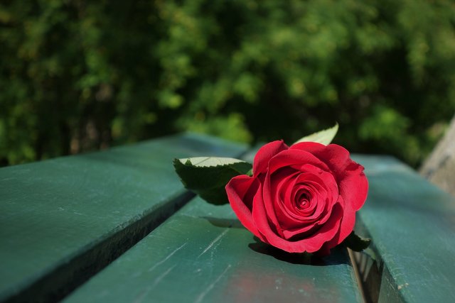 red-rose-gb2b4653e0_1920.jpg