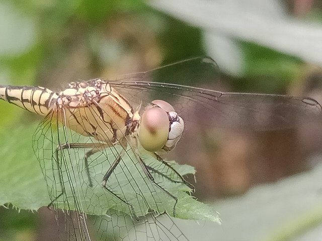 IMG20250715071748.jpg