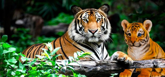 tigres-800x375 copy.jpg