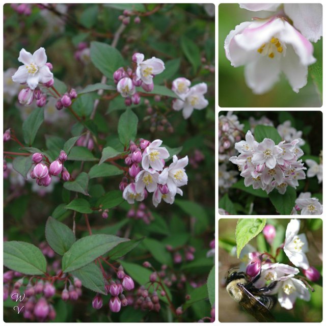 photography-flowers-deutzia-magician-sunscape-1a.jpg