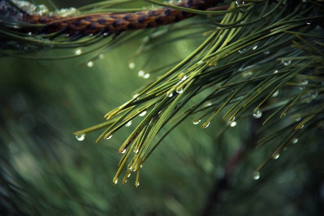 nature-tree-green-pine.jpg