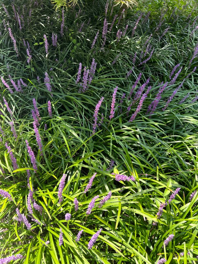 IMG_3278.jpeg
