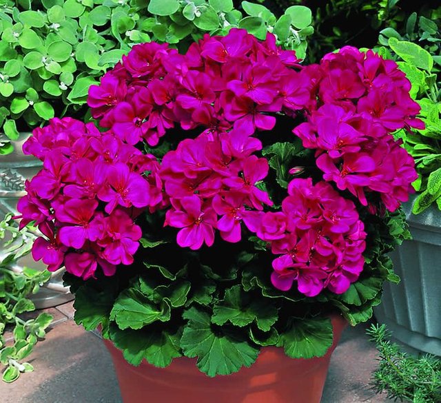 377916766979ddbf07dd20d33d347953--geranium-plant-garden-pots.jpg