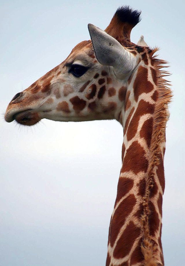 Giraffa_camelopardalis_82zz.jpg