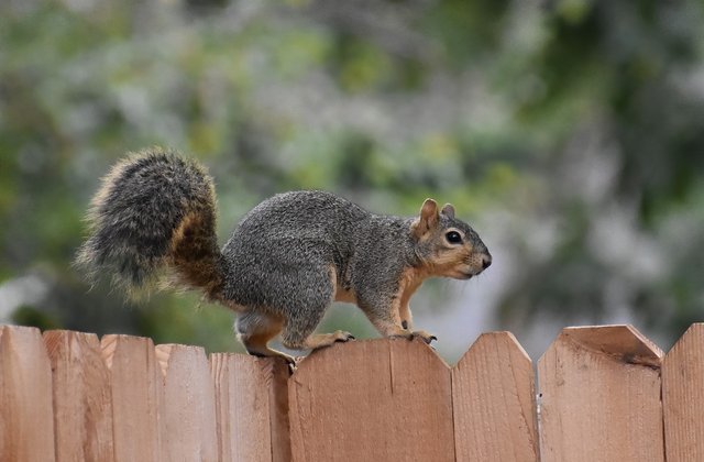 fox-squirrel-8320423_1280.jpg