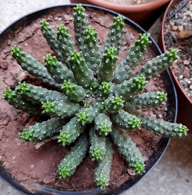 euphorbia.jpg