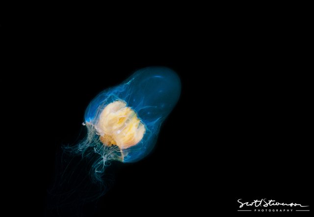 Jellyfish-1.jpg