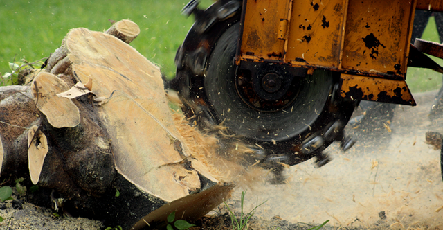 The-Art-of-Stump-Removal-Enhancing-Safety-and-Aesthetics-in-Torontos-Landscapes.png