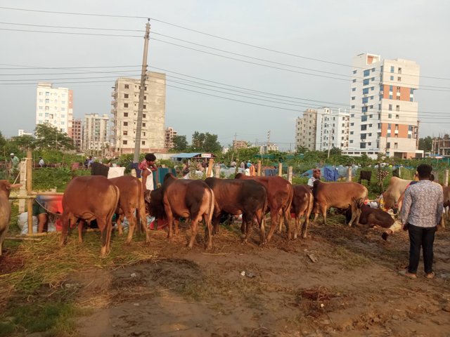 পশু (4).jpg