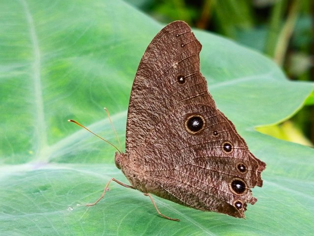 butterfly (6).jpg