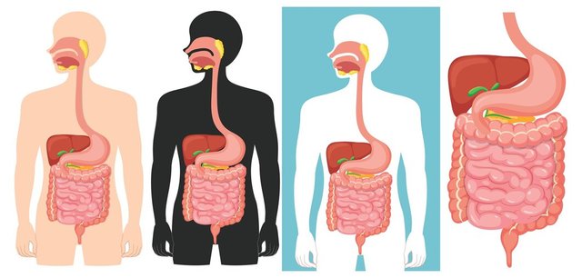 science-anatomy-education-human-digestive-system_1308-154035.jpg