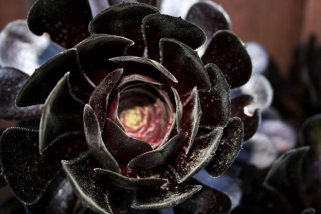 black cactus flower.jpg