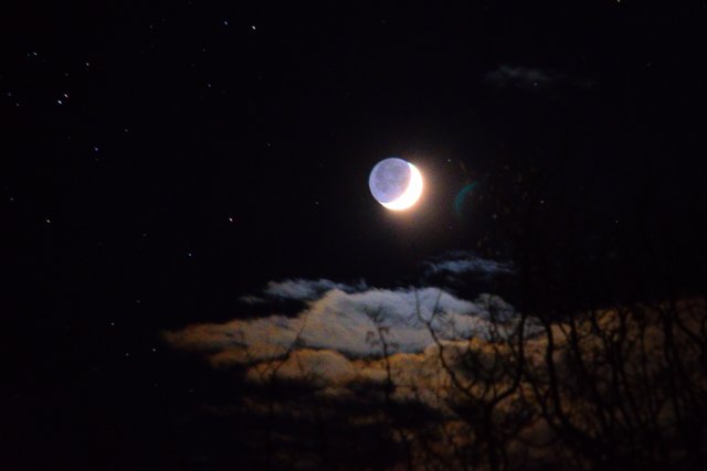 047 -1-moon tree resized.jpg