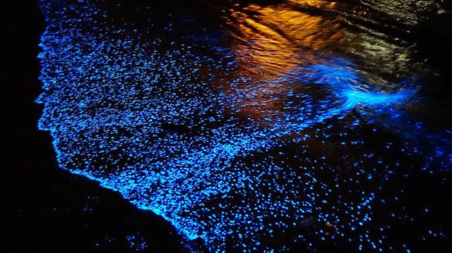 bioluminescence.jpg