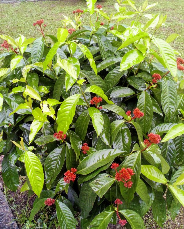 ixora.jpg